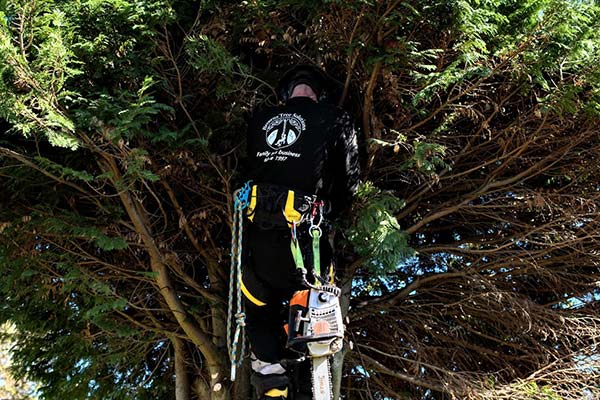 Brandon climbing a tree