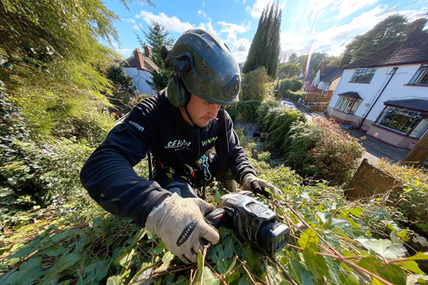 Professional tree removal