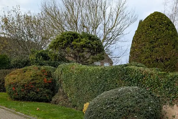 Tree Services