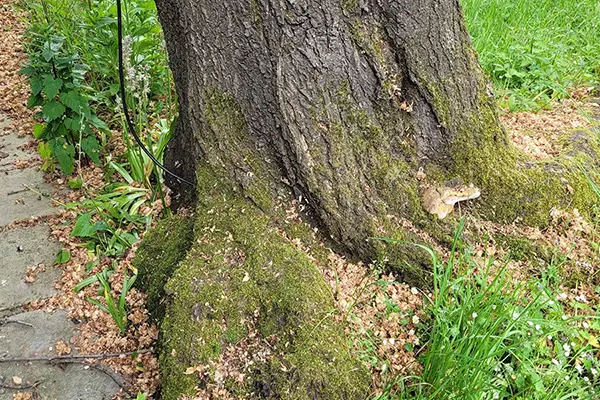 Tree Care: Diseases &amp; Pests