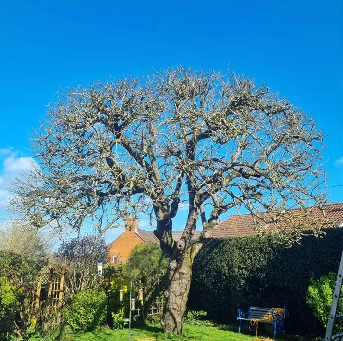 trimmed veteran tree