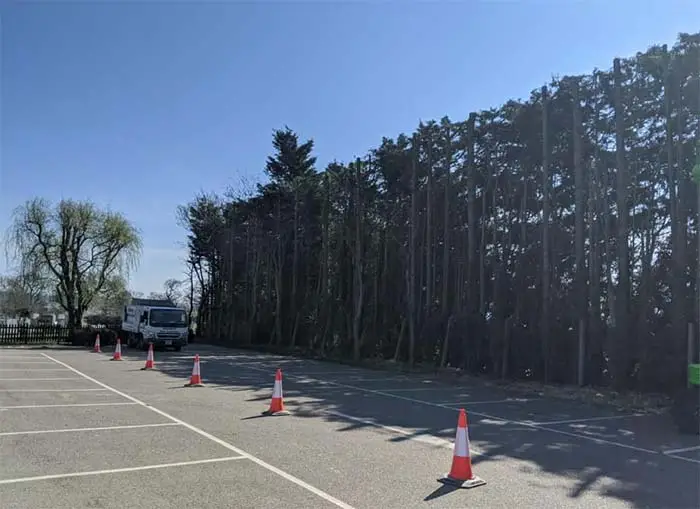 Tree surveys on row of trees in car park