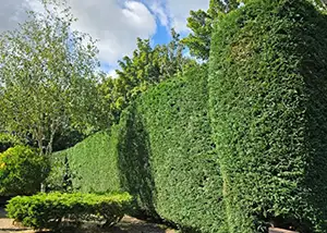 Hedge Trimming & Maintenance