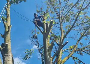 Tree Pruning, Reductions and Removals