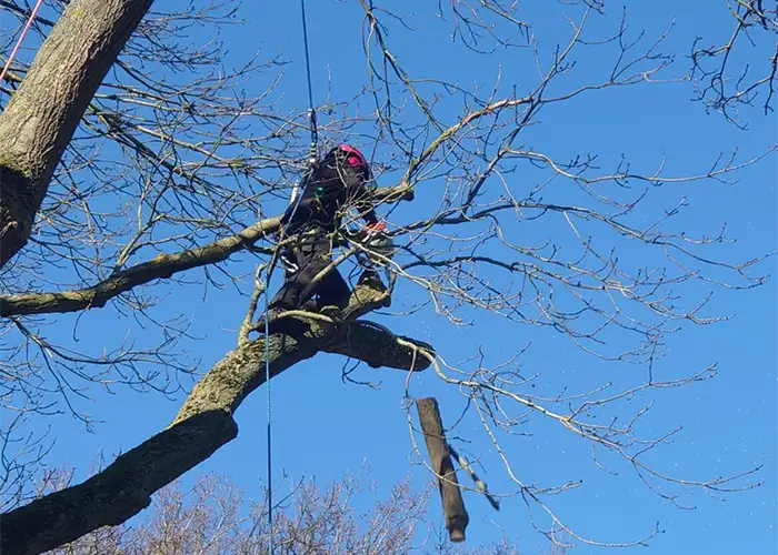 Veteran Tree Care