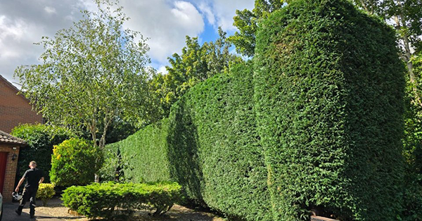 hedge Cutting and Trimming 