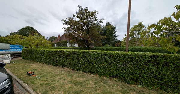 hedge Cutting and Trimming 