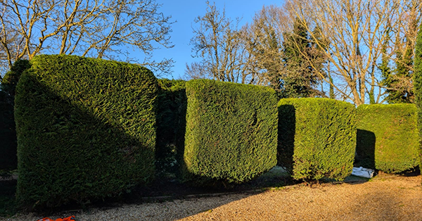 hedge Cutting and Trimming 