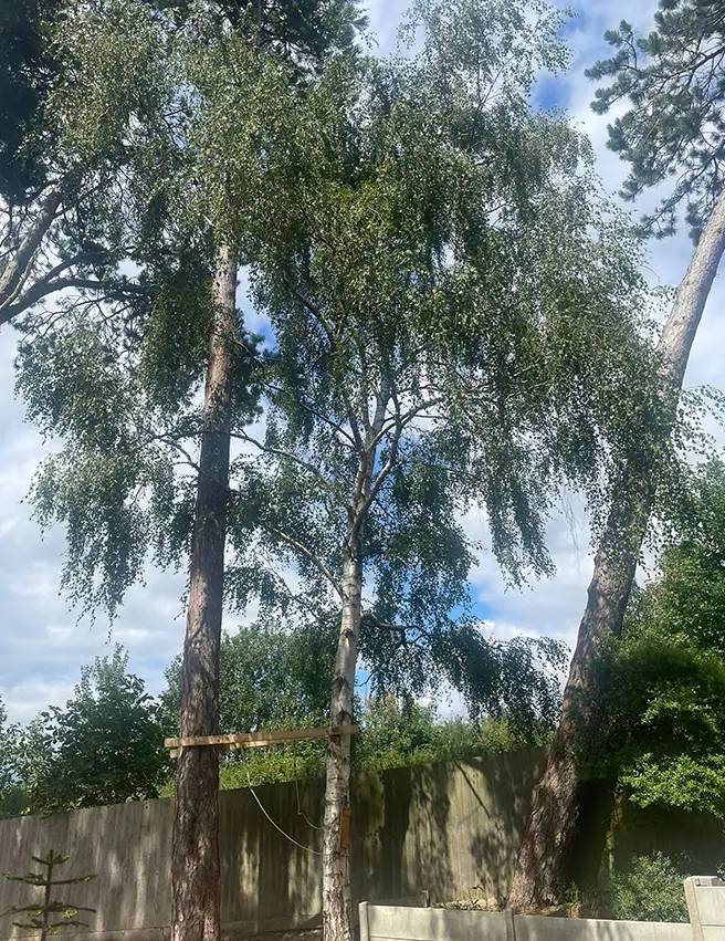 Birch