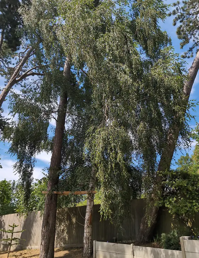 Birch