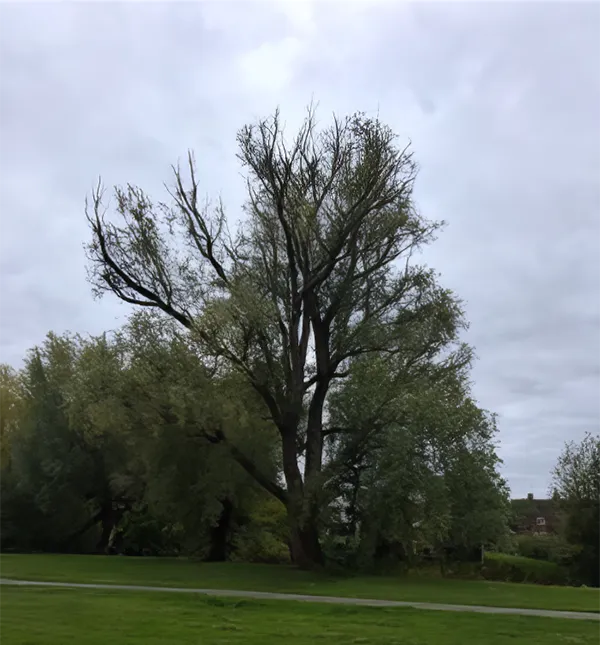 Tree dieback Example