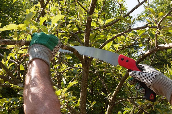 Tree Care: Diseases &amp; Pests