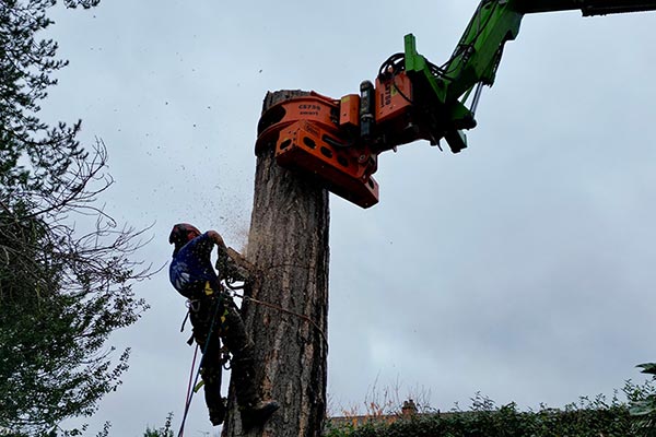 Our Tree Services