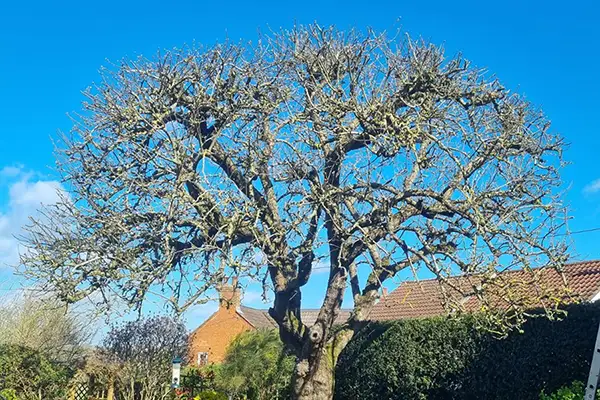 Protecting Your Trees