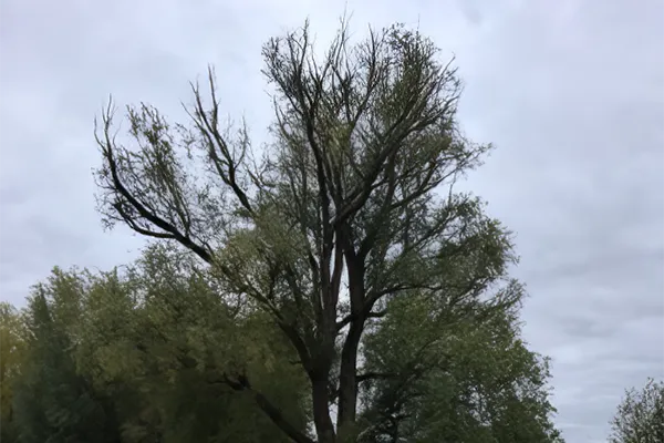 Tree Dieback Example