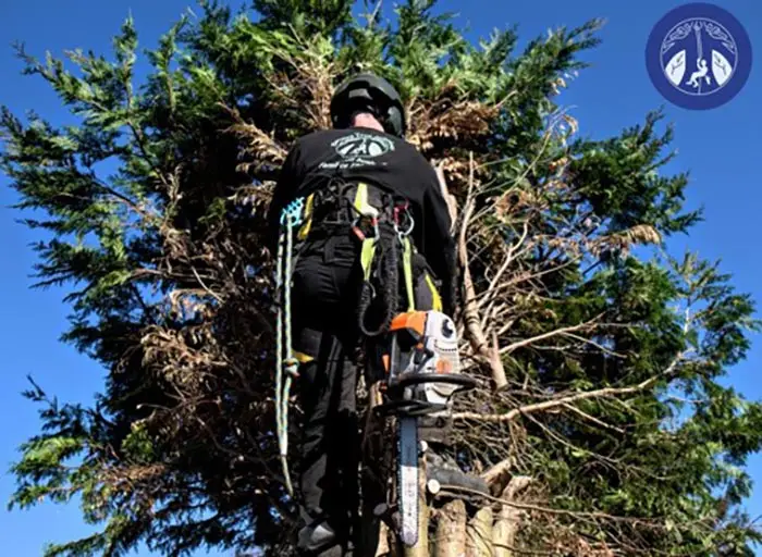 man climbing tree with saw